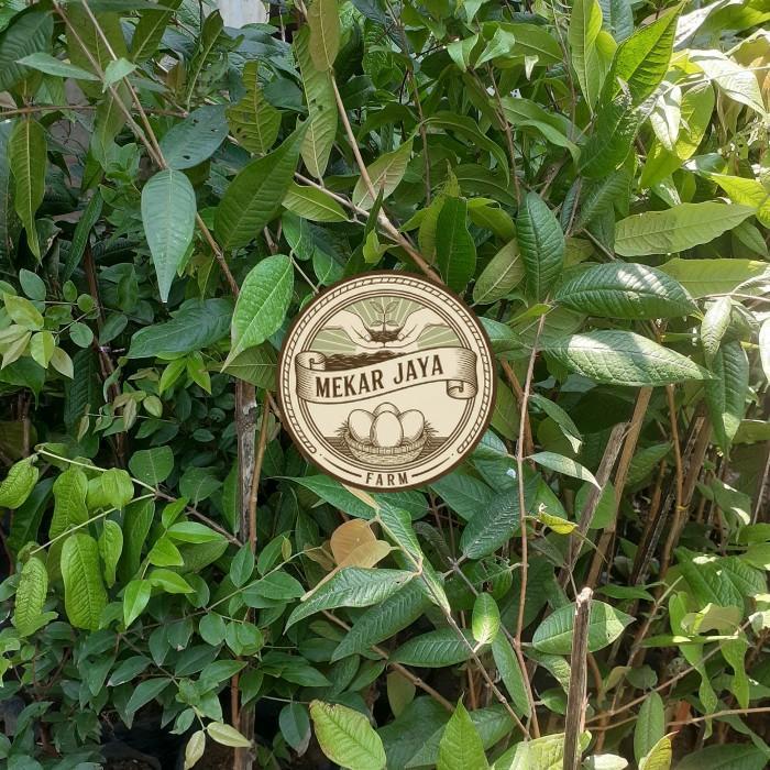 Bibit Unggul Pilihan Berkualitas Bibit Anggur Pohon Brazil Putih | White Jaboticaba Langka Berkualit