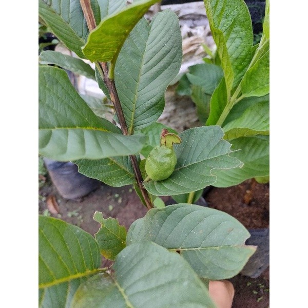 bibit pohon buah jambu kristal non biji cangkok sudah berbuah