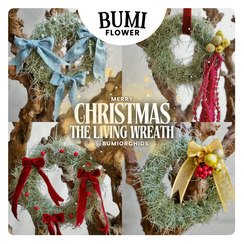 Tillandsia Christmas The Living Wreath Hiasan Pintu Natal Air Plants Tanaman Hidup Dekorasi Gantung 