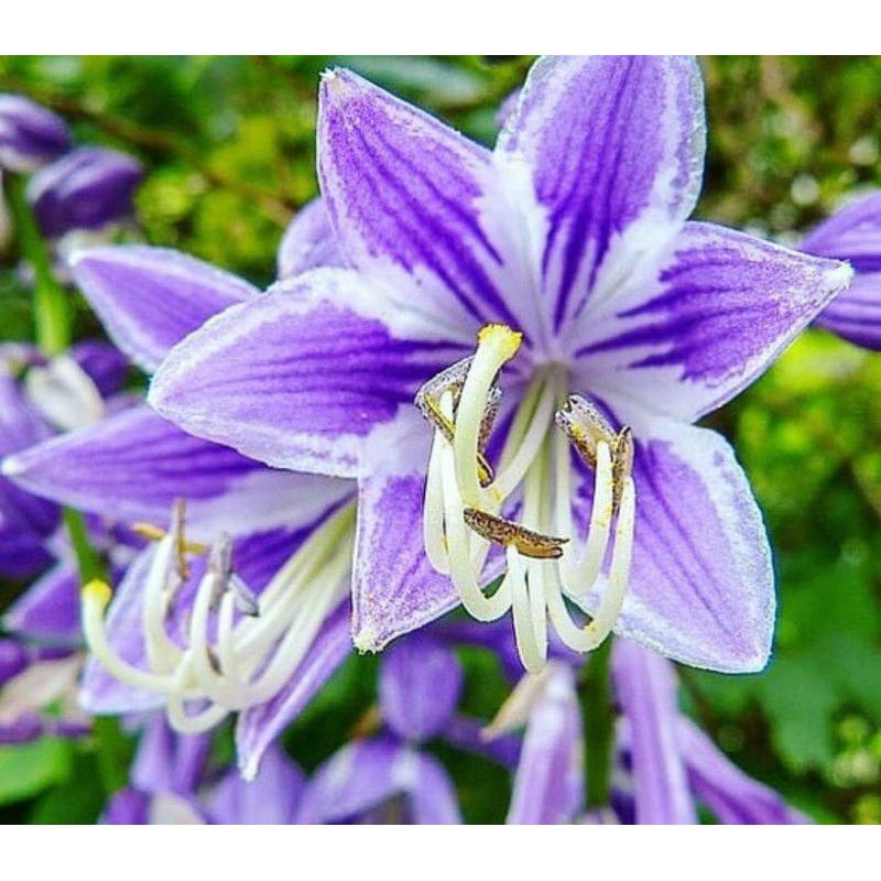 TANAMAN TERAS HIJAU - tanaman hias Bakung amarilyys bunga ungu