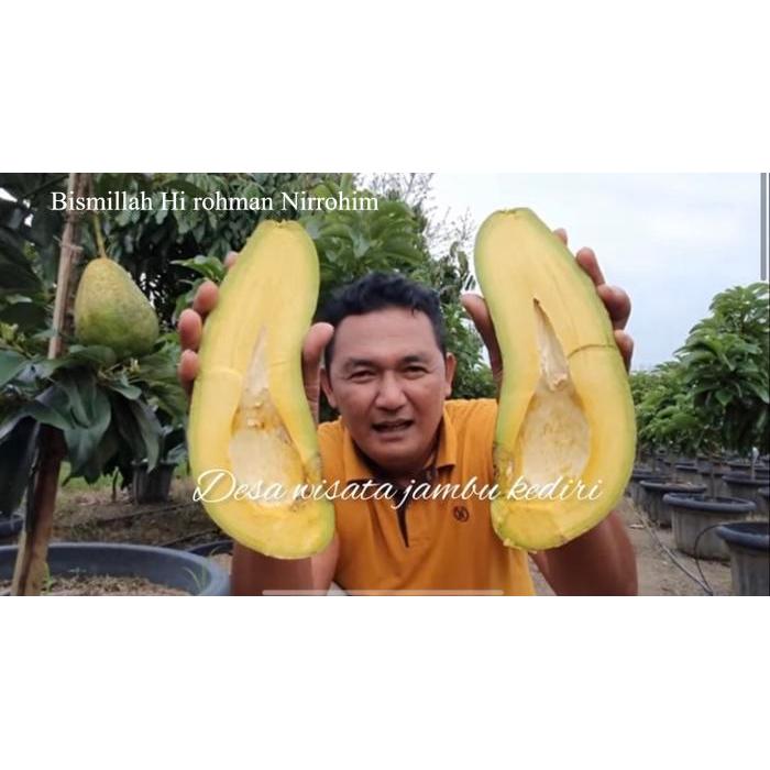 (TABULAMPOT INDONESIA) bibit alpukat kelud