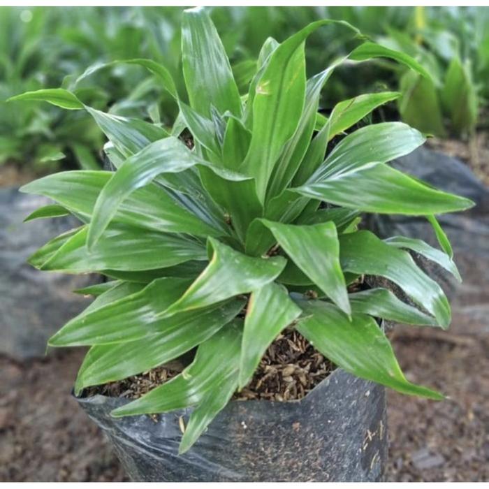 Pohon Hanjuang Kemoceng Hijau Tanaman Hias Pohon Hanjuang Hijau