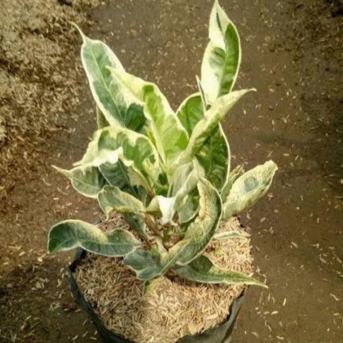 PROMO Tanaman Hias Puring Berbagai Macam Jenis Pohon Puring / Tanaman Hidup Pohon Puring - Puring Su