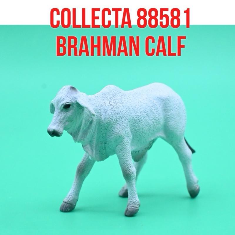CollectA 88581 Brahman Calf Cow Anak Sapi we Brahma Bos Indicus India Bos Taurus | Mainan Figure Bin