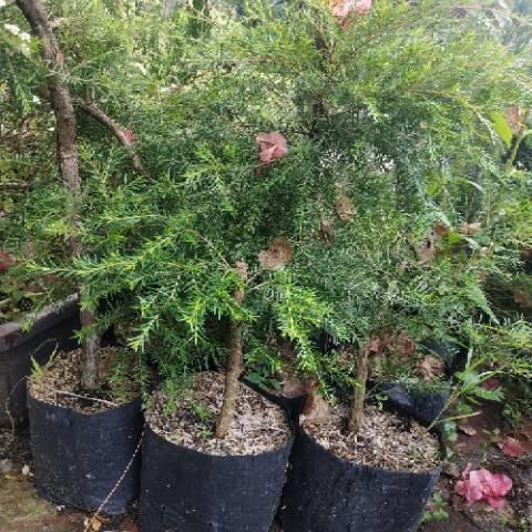 Bibit Tanaman Ujung Atap / Jungrahap bahan Bonsai dan obat herbal