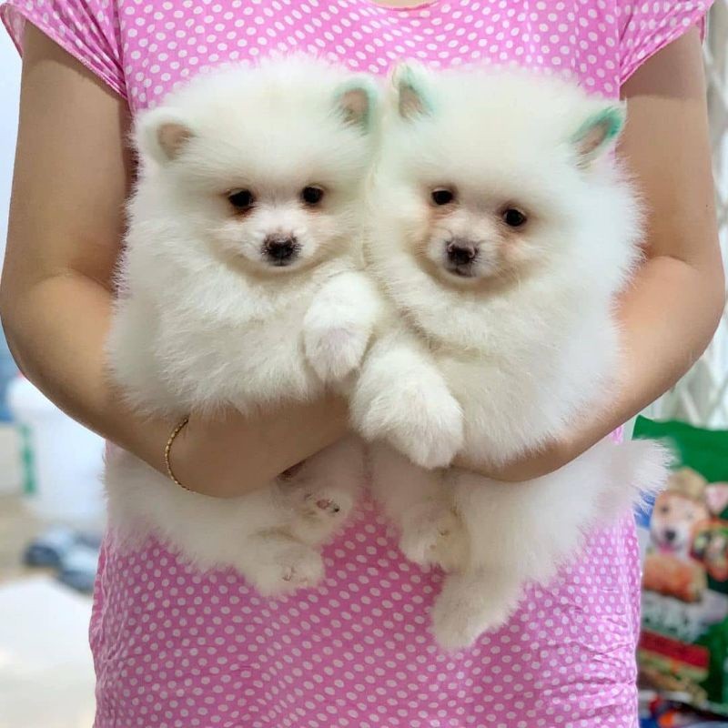 Anakan Anjing Mini Pomeranian Non Stambum Jantan Betina,