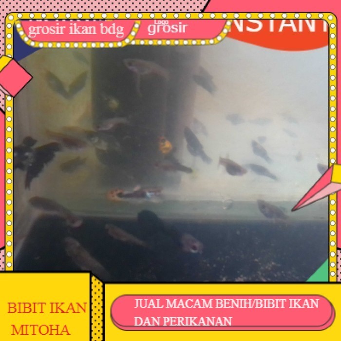 bibit / benih ikan hias guppy cendolan  per ekor GROSIR BANDUNG