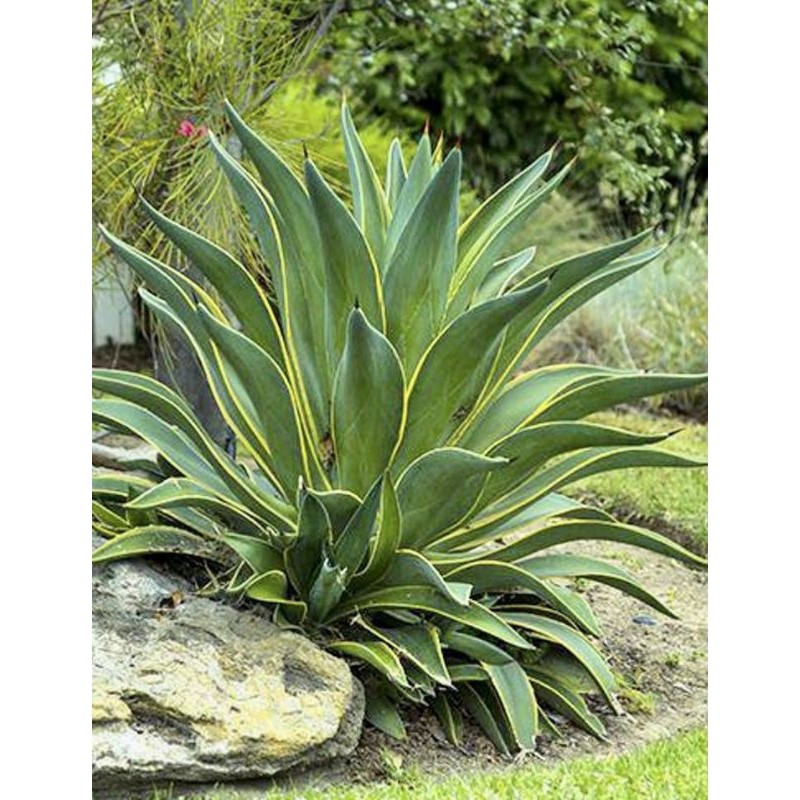 agave desmetiana variegata