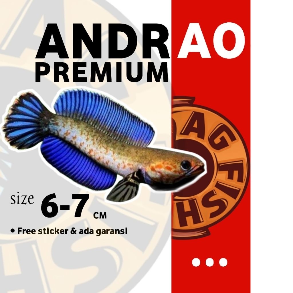 Ikan Chana Andrao Premium 6-7cm Sehat