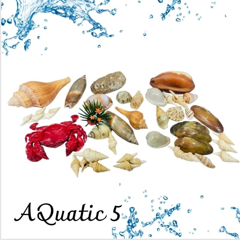 Hiasan Dekorasi Aquarium Aquascape  kerang laut
