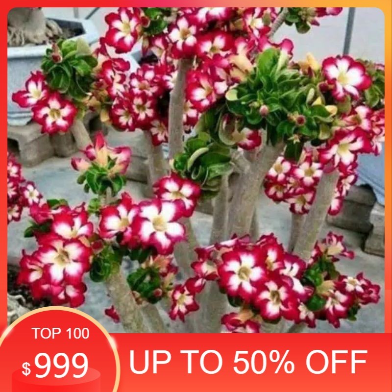Bibit Adenium Kamboja Jepang//Seribu Cabang Bahan