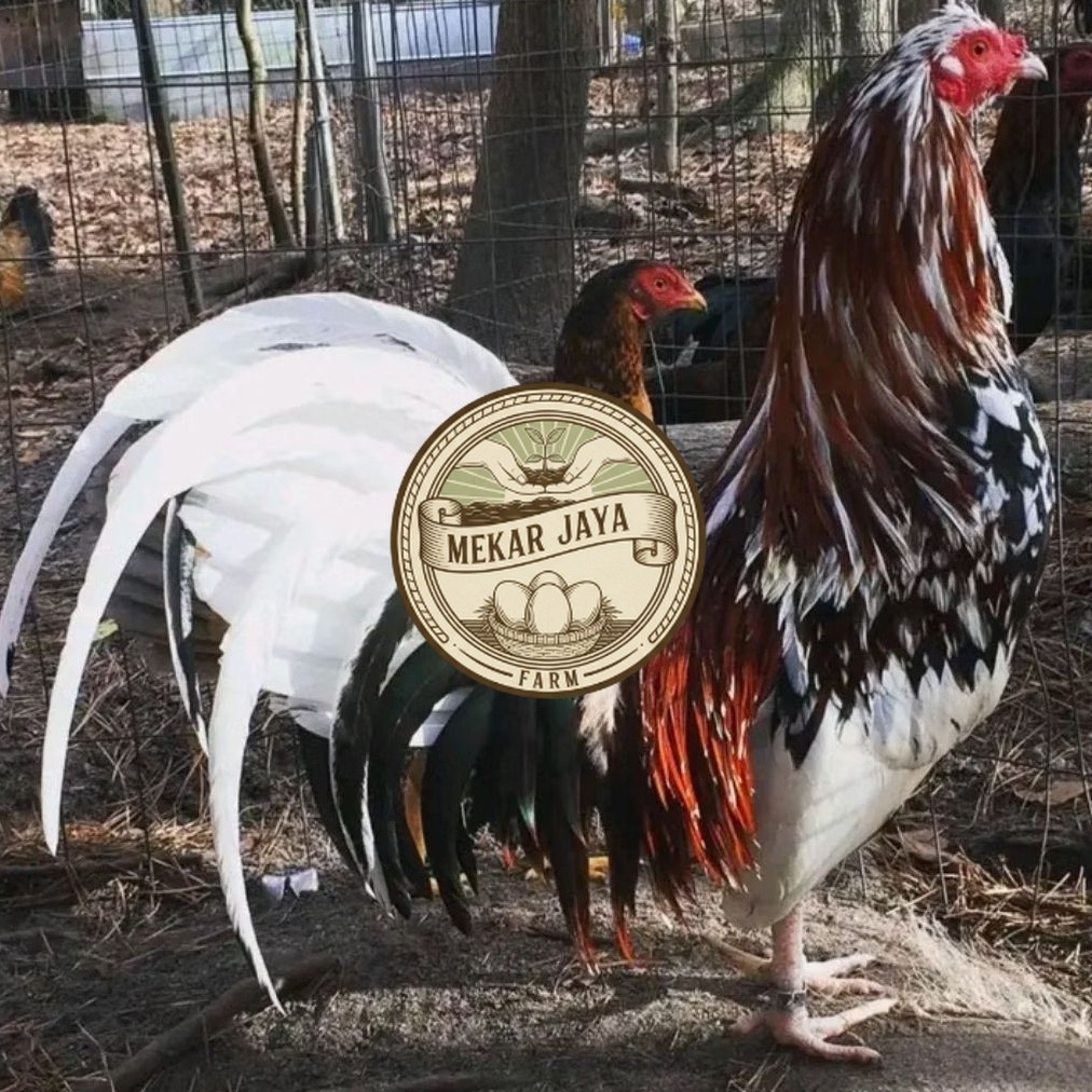 TELUR  AYAM PHILIPIN ASLI untuk ditetaskan Mekarjaya Farm