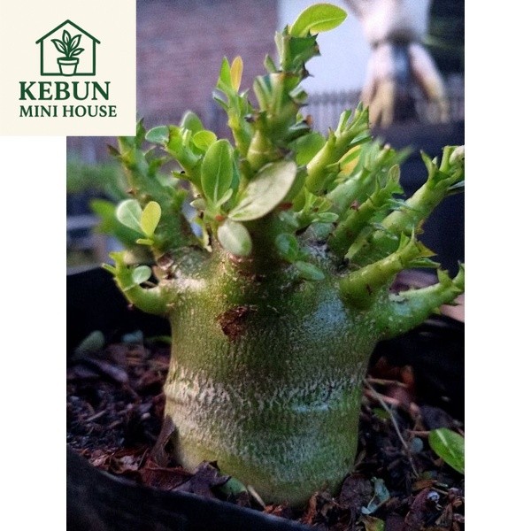 (NEW) Tanaman Hias Adenium Godji x Snowmontrasiam Arabikum Hibrid