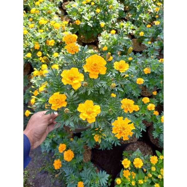 Tanaman Hias Kenikir Bunga Kuning