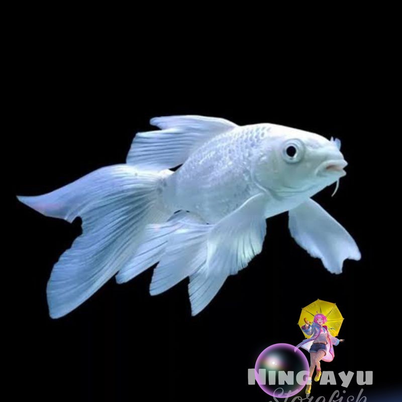 HEMAT Koi Ogon Platinum Kumpay Slayer 10-12 Cm Butterfly Koi Platinum Kumpay Slayer 10-12 Cm Koi But