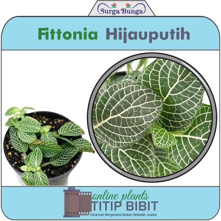 Fittonia Hijau putih (fittonia albivenis)tanaman hias daun