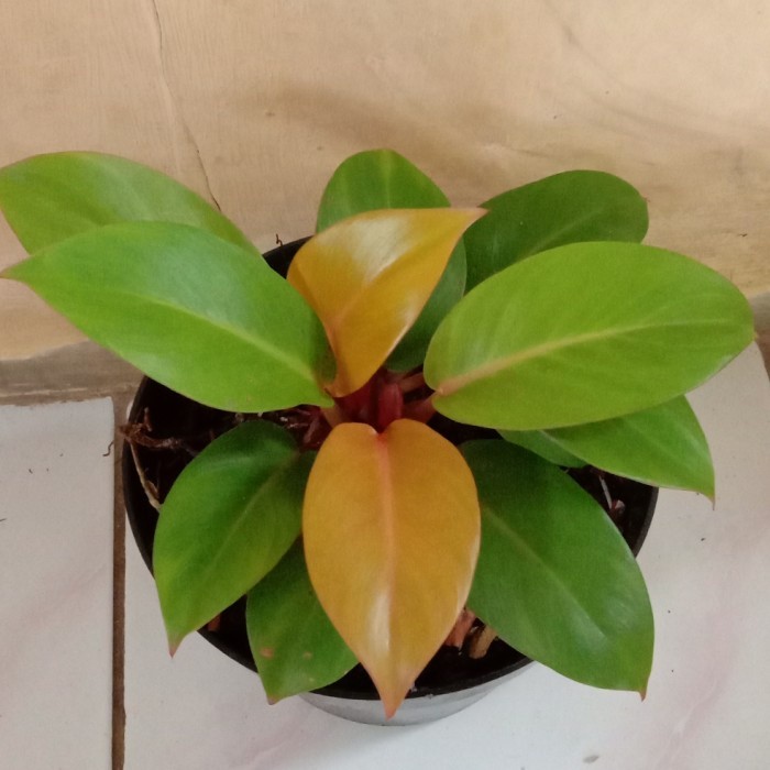 Tanaman hias philo orange juice (philodendron sp) - philo orange juice