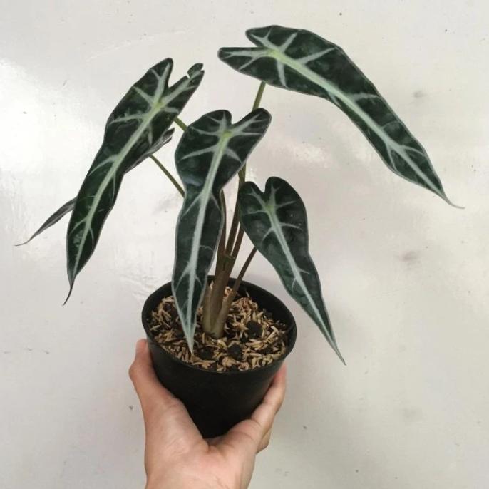 tanaman hias  alocasia  bambino - alocasia bambino - alocasia