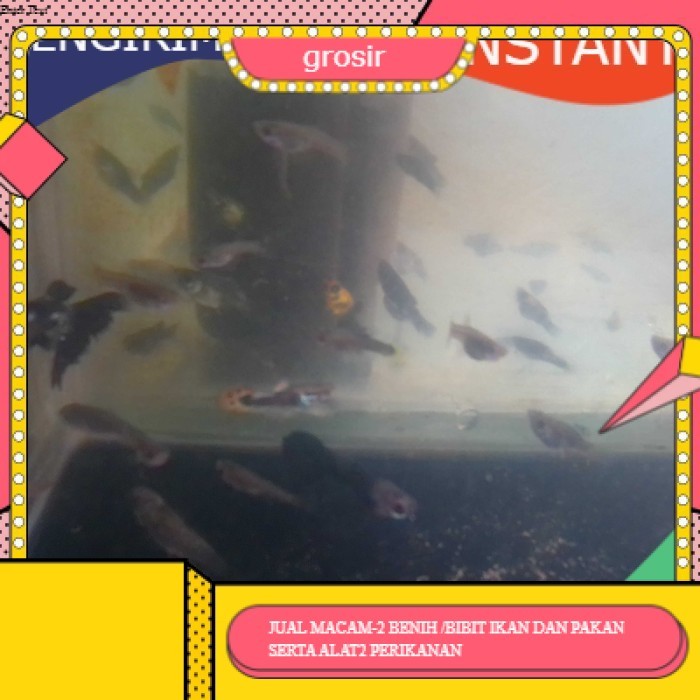 bibit / benih ikan hias guppy cendolan  per ekor GROSIR BANDUNG