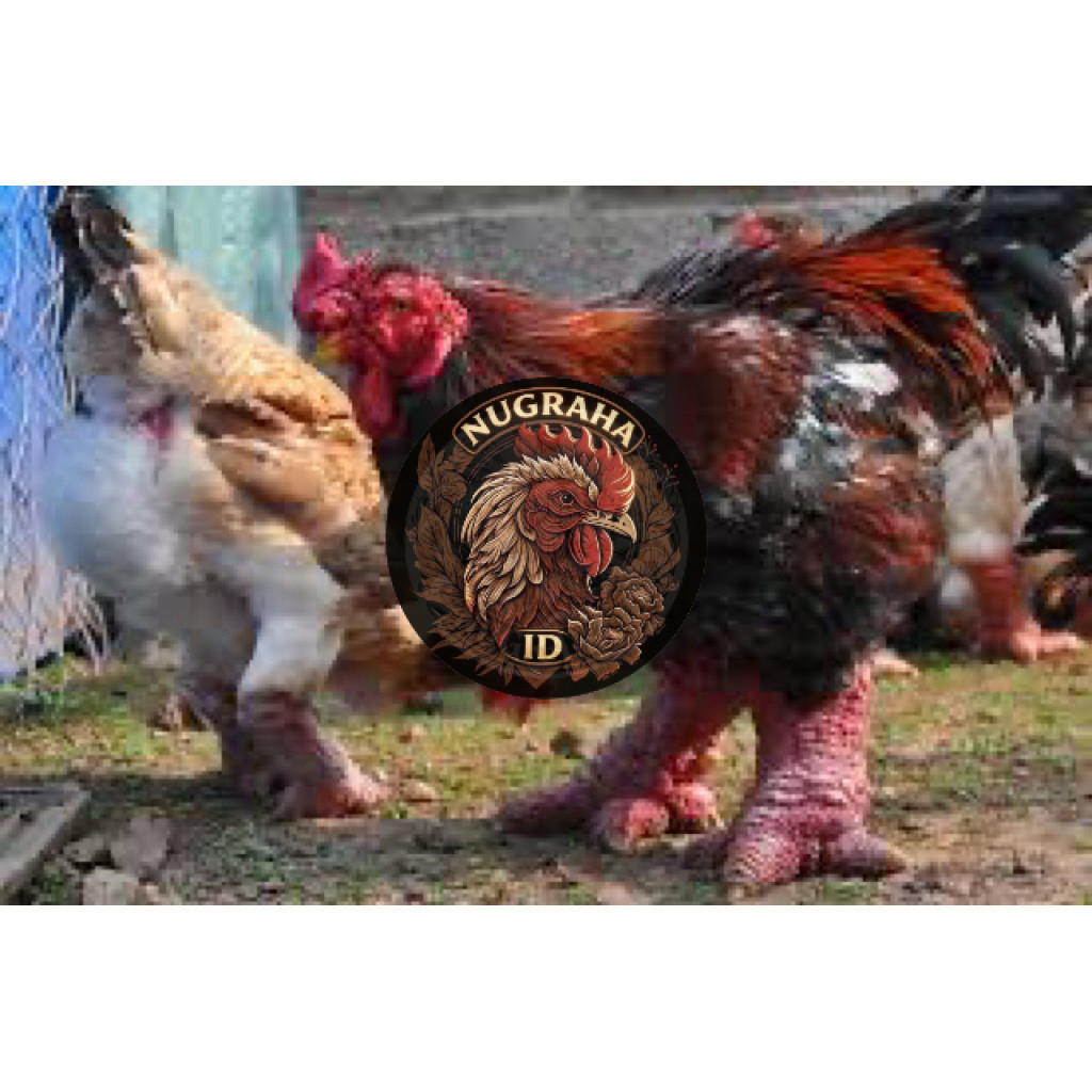TELUR FERTIL AYAM DONG TAO UNTUK DITETASKAN NUGRAHA ID
