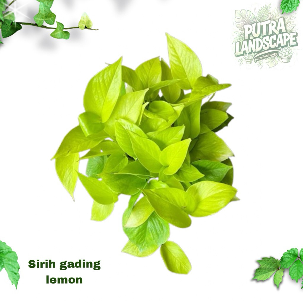 PROMO Tanaman hias rambat sirih gading lemon love (rimbun) / sirih gading lemon love / tanaman ramba