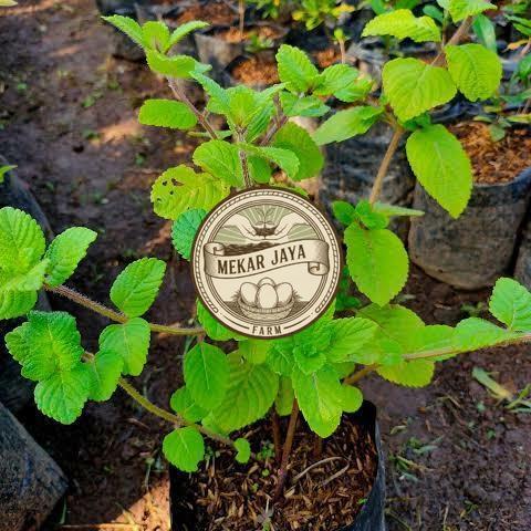 Bibit Unggul Pilihan Berkualitas Bibit Cincau Hitam Asli | Bibit Tanaman Cincau Hitam Janggelan Meka