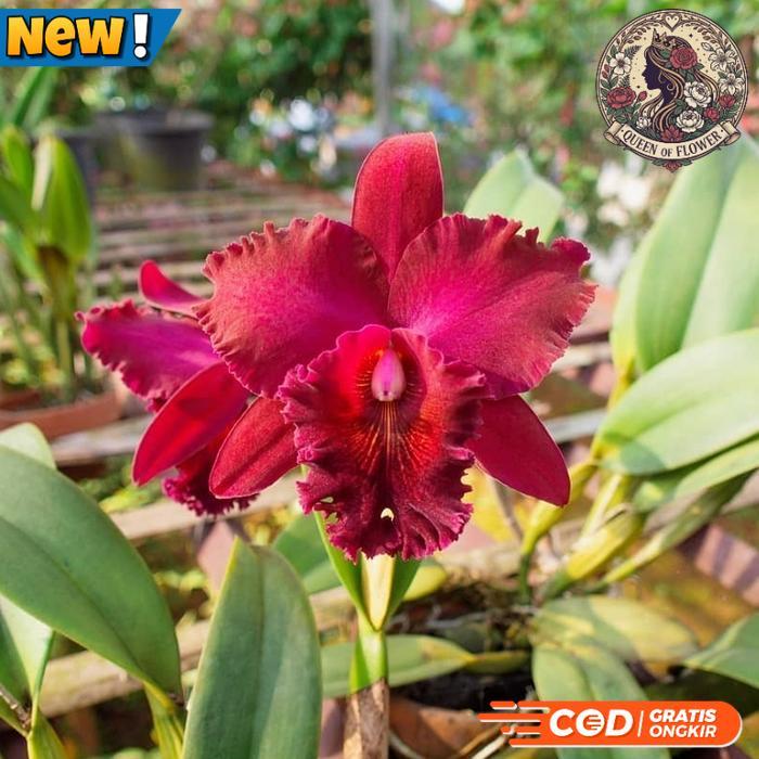 tanaman anggrek dendrobium bunga merah