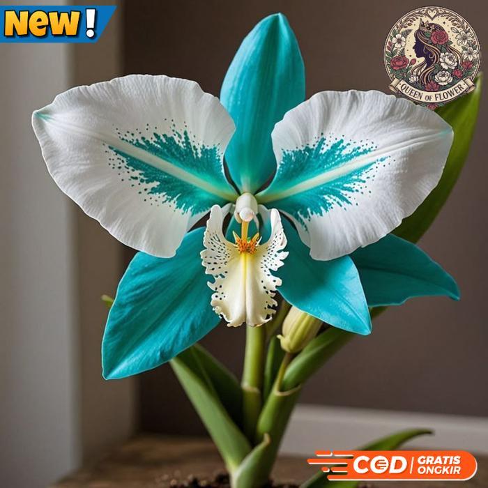 Anggrek dendrobium import - Anggrek dendrobium blue people