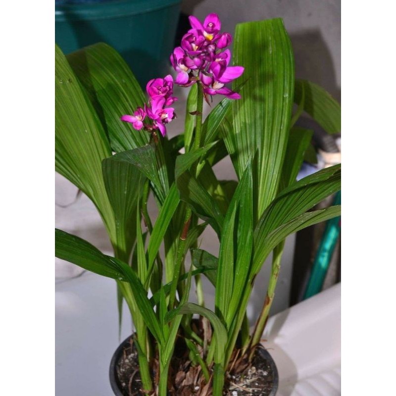 TANAMAN TERAS HIJAU - TANAMAN HIAS - Tanaman Hias Anggrek Tanah Bunga Putih Hidup