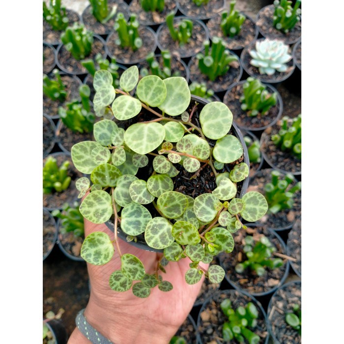 Tanaman Hias String Of Turtle (peperomia rotundifolia)