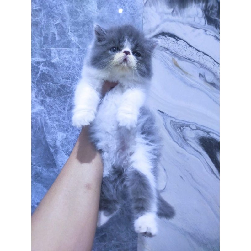 kucing peaknose munckin bicolor longhair