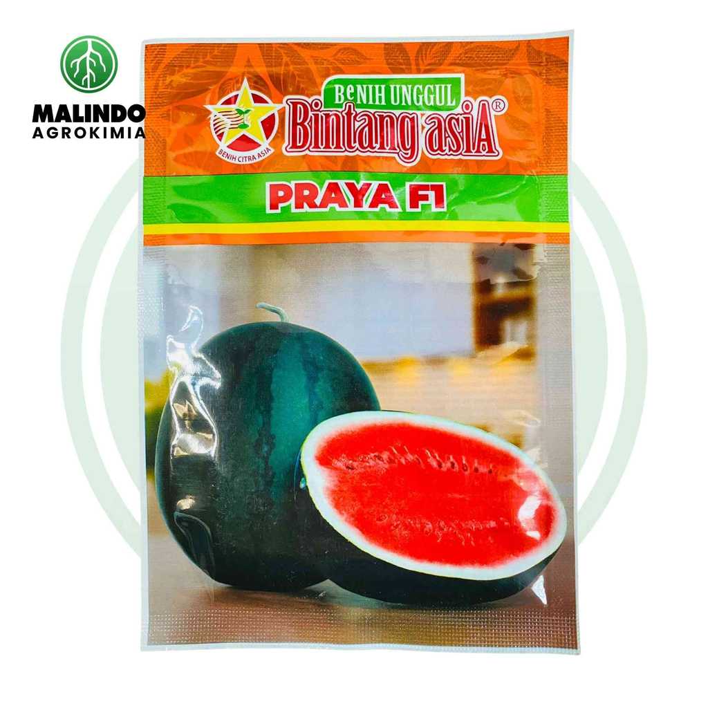 Benih Semangka Merah Berbiji PRAYA F1 20gram dari BINTANG ASIA