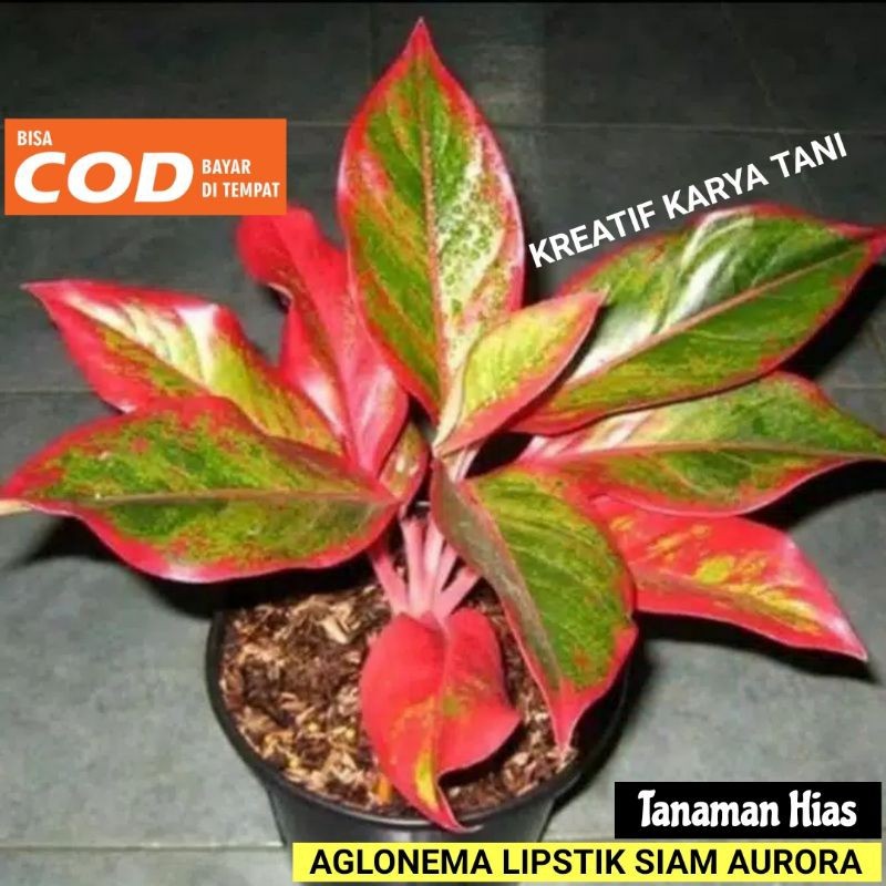 Aglonema lipstik siam aurora - Aglonema lipstik