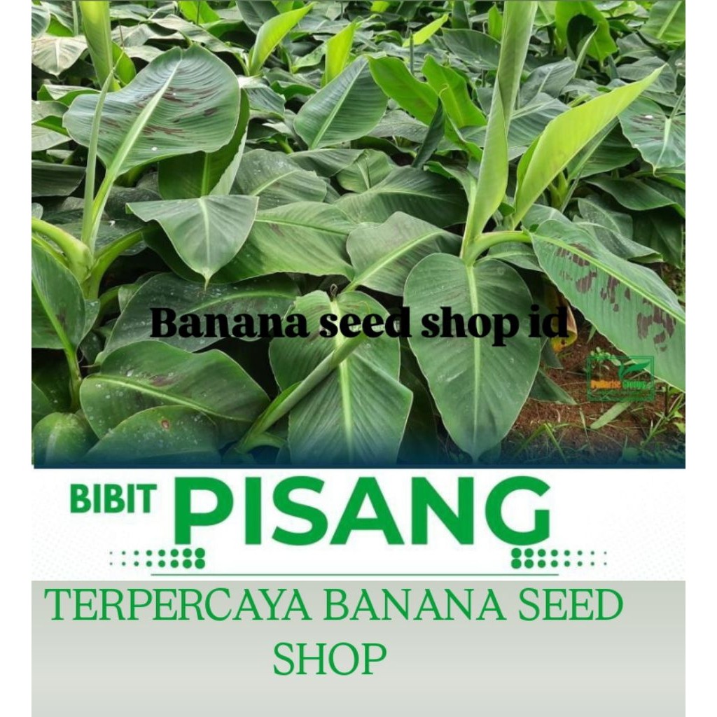Promo Bibit pisang Cavendish F17 Super Unggul Kualitas terbaik