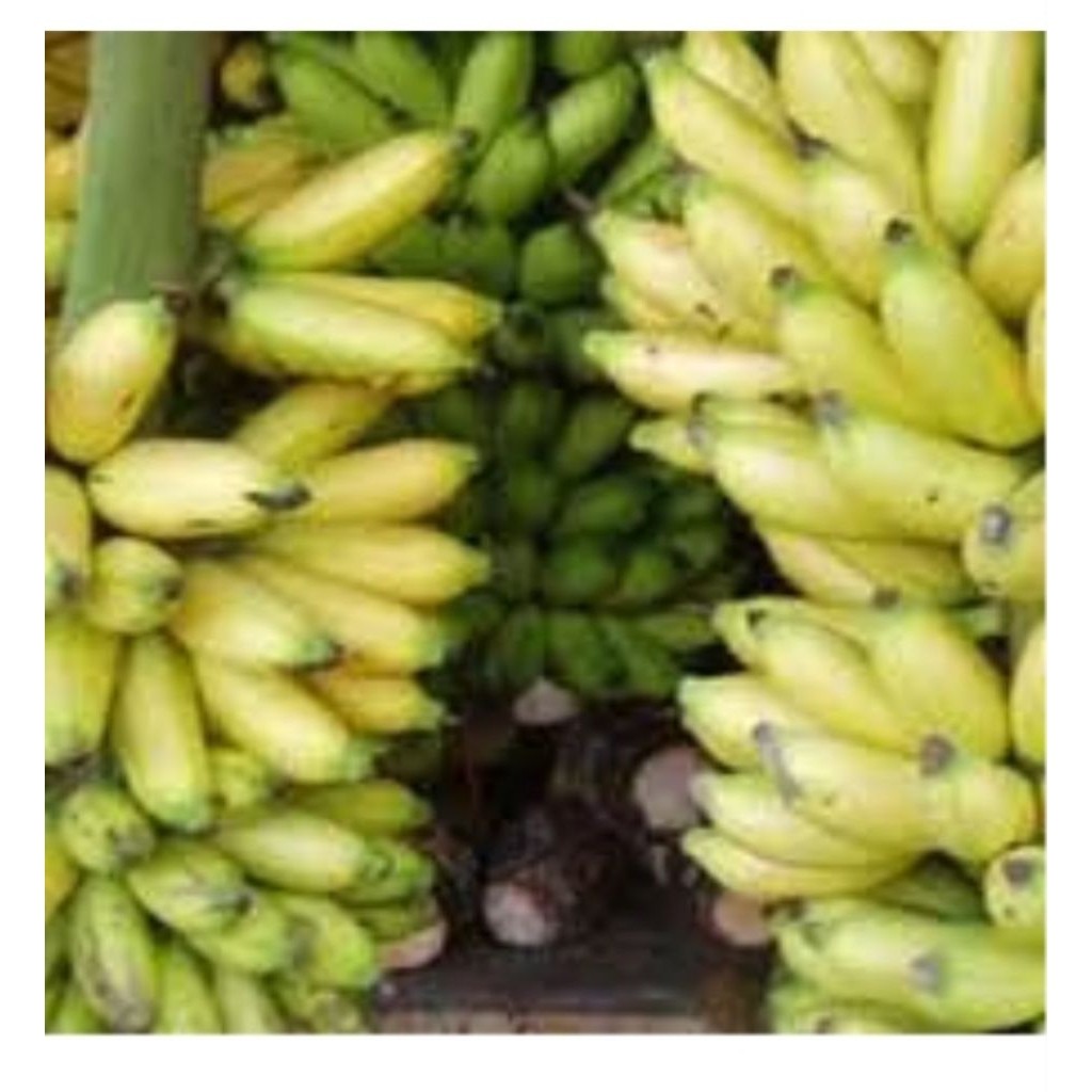 pisang lampung 1 kg /pisang lampung /pisang