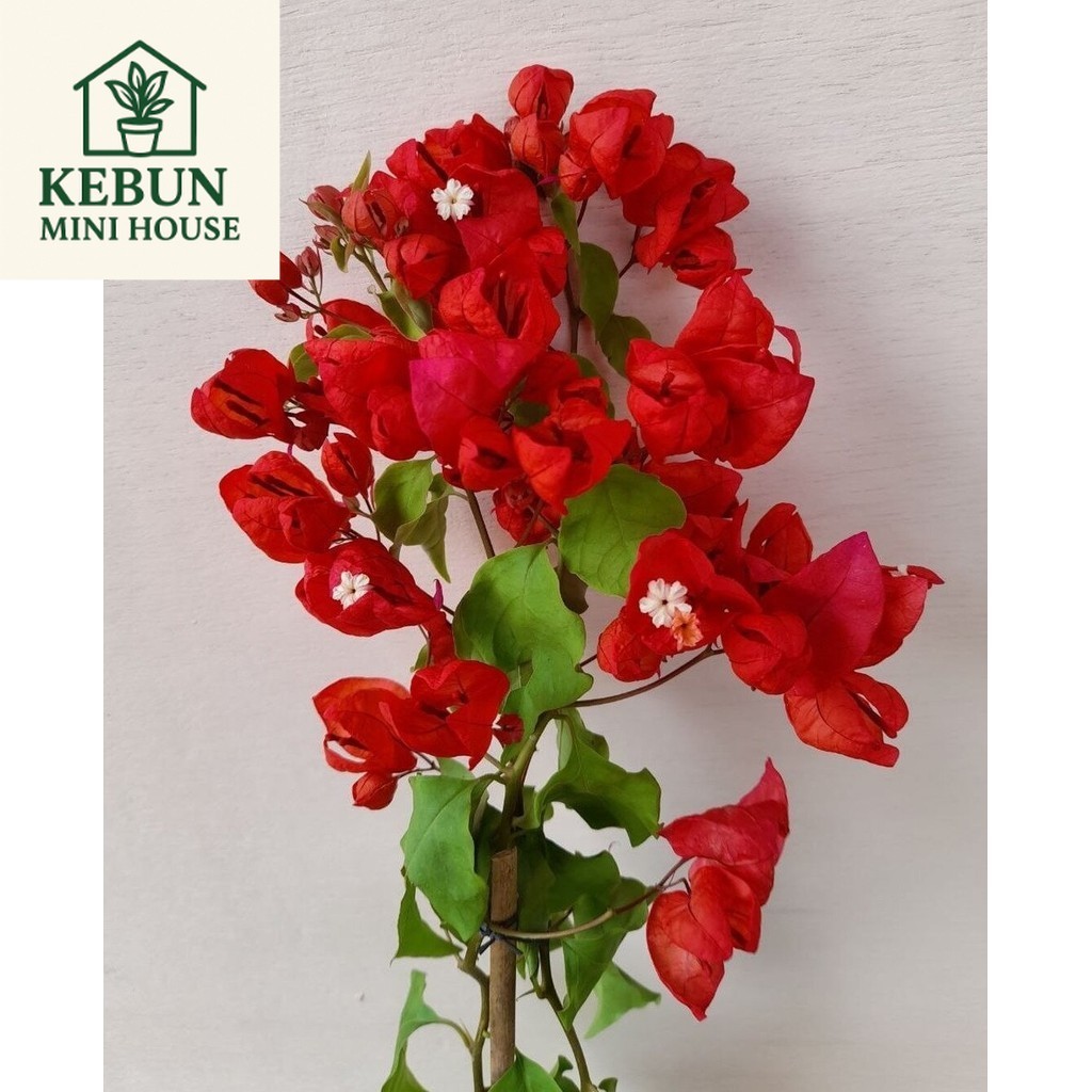 (NEW) BIBIT TANAMAN HIAS BUGENVIL BUNGA KERTAS // BOUGENVILLE ANGGUR/TANGLONG MERAH