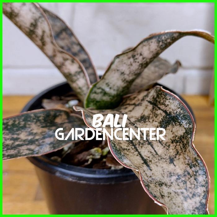 Tanaman Hias Sansevieria Kirkii Brown - Sansevieria Kirkii Coppertone