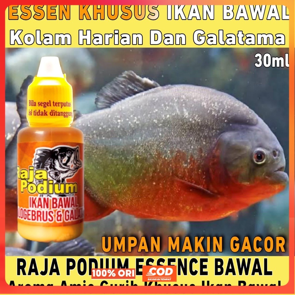 Essen Raja Podium Khusus Ikan Bawal Harian Aroma Amis Gurih Paling Bagus Buat Mancing Siang Dan Mala