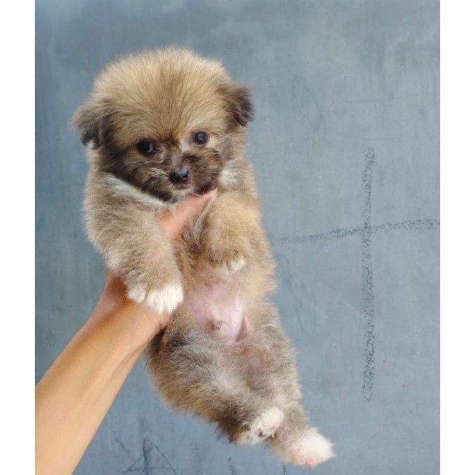 Anakan Anjing Mini Pom Jantan Betina 2 bulan