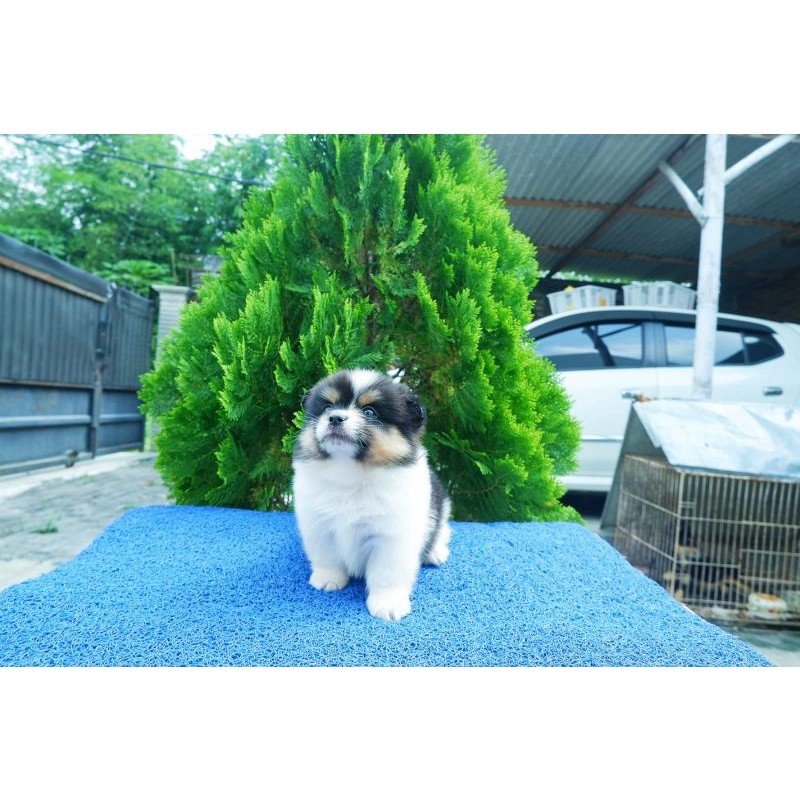 Anakan Anjing Mini Pomeranian Super Mini Pom