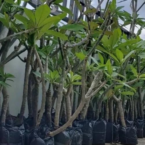 bibit tanaman hias Kamboja Bali - Kamboja bali tinggi 1,2m