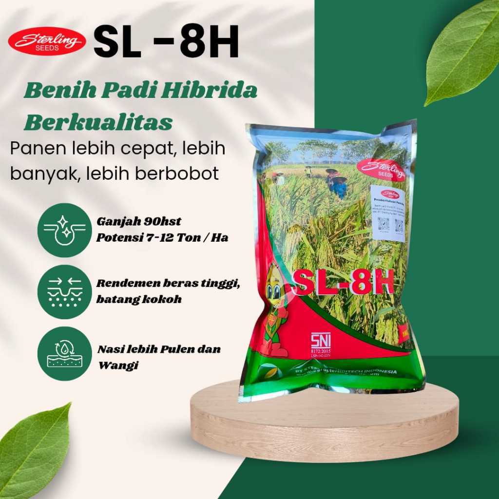 NEW Benih Padi Hibrida SL8 Sterling TERLARIS