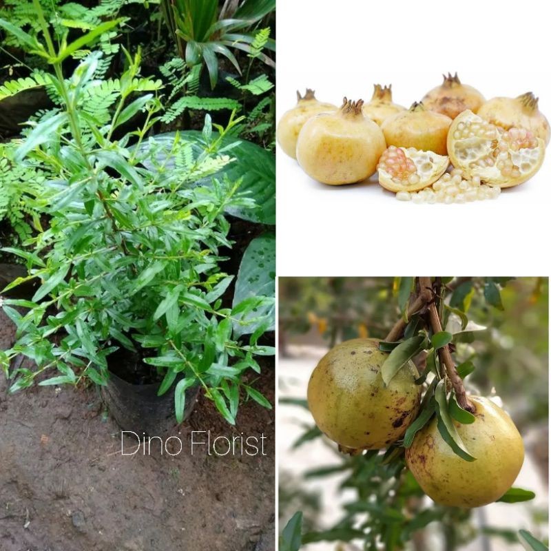 Plantopia Bibit Tanaman Buah Delima Putih - Siap Berbuah , Berbunga Bibit Tanaman
