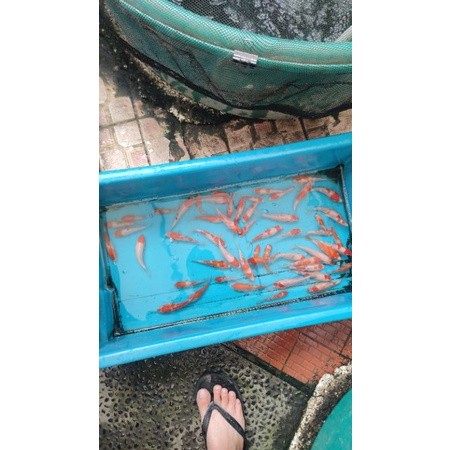Terlaris ReadyBibit ikan koi blitar 10-12 cm grade a