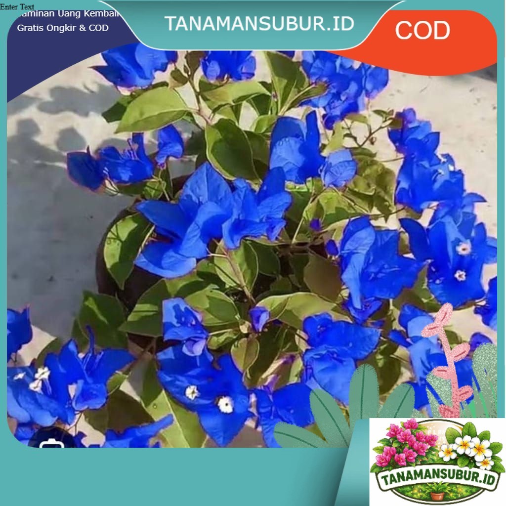 PROMO BOUGENVILLE BUNGA KERTAS WARNA BIRU - BUGENVIL SIAP TANAM