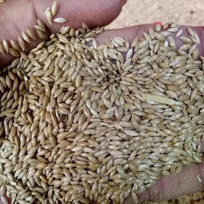 jual   Bibit Biji Rumput Gajah - Benih Rumput Gajah   _