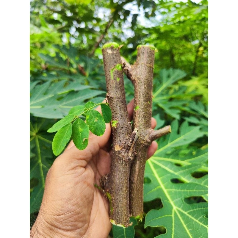 bibit indigofera stek batang isi 20batang