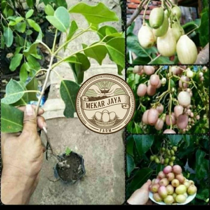 Bibit Unggul Pilihan Berkualitas BIBIT JUWET PUTIH TANPA BIJI OKULASI/ BIBIT TANAMAN JUWET PUTIH UNG