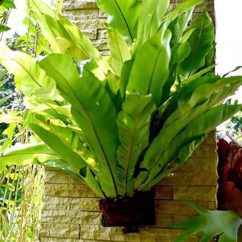 tanaman hias kadaka dasi kadaka tempel sedang pas di dinding danbestetik