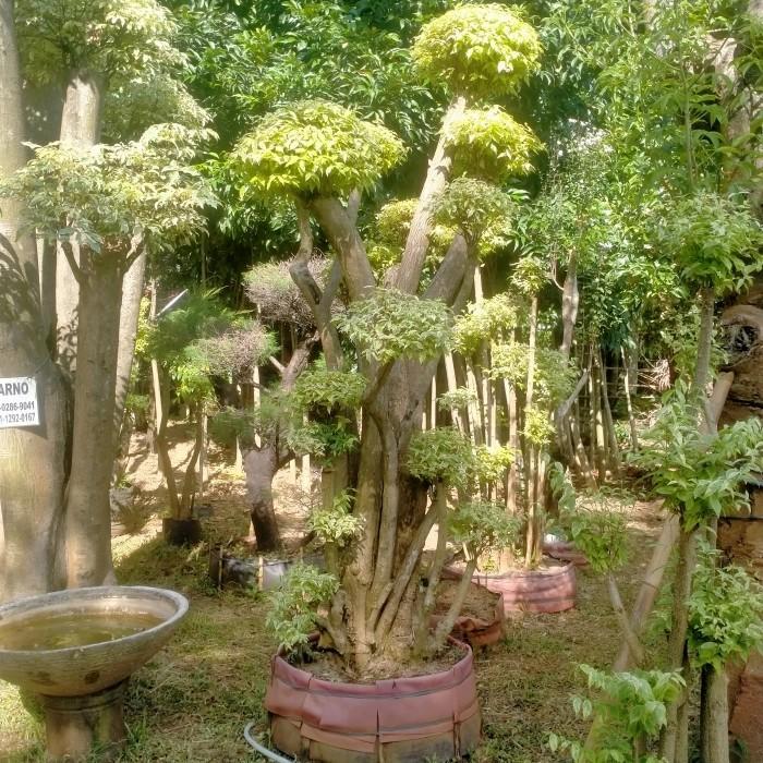 tanaman pohon bonsai anting putri fosil /bonsai anting putri batang besar